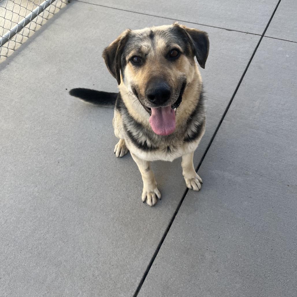 Enlarge Duke, a Adoptable Mixed Breed in Bismarck, ND image 2/6