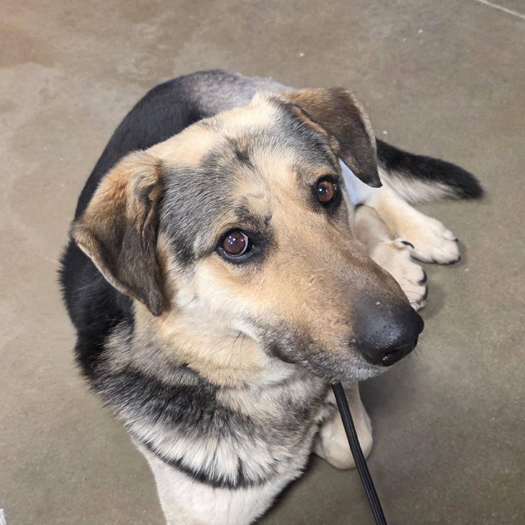 Enlarge Duke, a Adoptable Mixed Breed in Bismarck, ND image 3/6