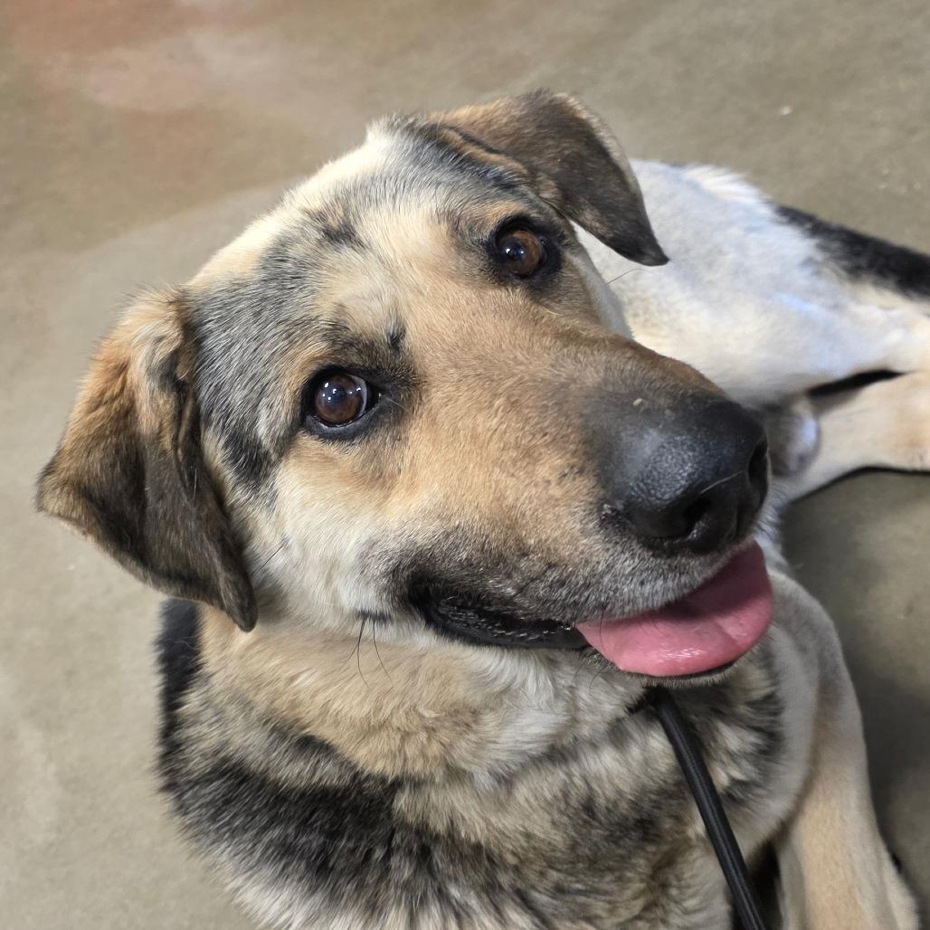 Enlarge Duke, a Adoptable Mixed Breed in Bismarck, ND image 4/6