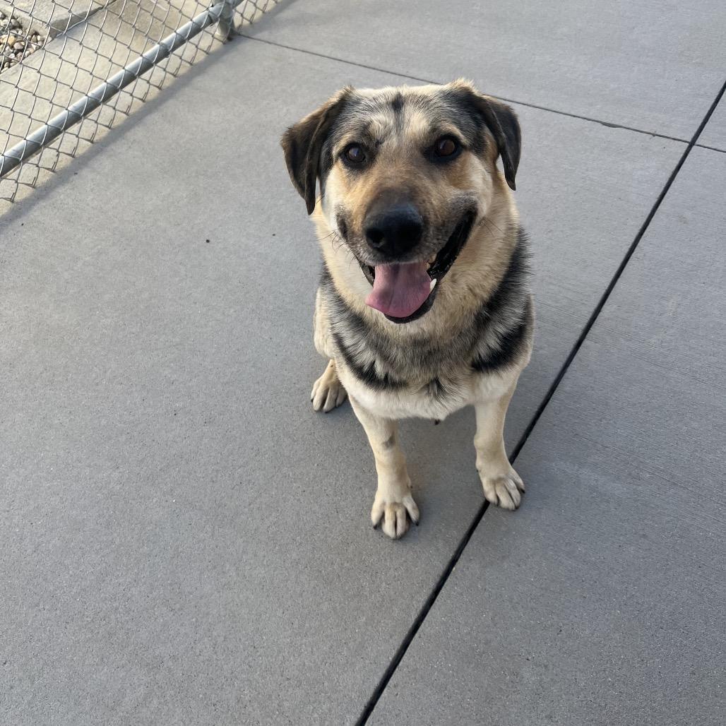 Enlarge Duke, a Adoptable Mixed Breed in Bismarck, ND image 5/6
