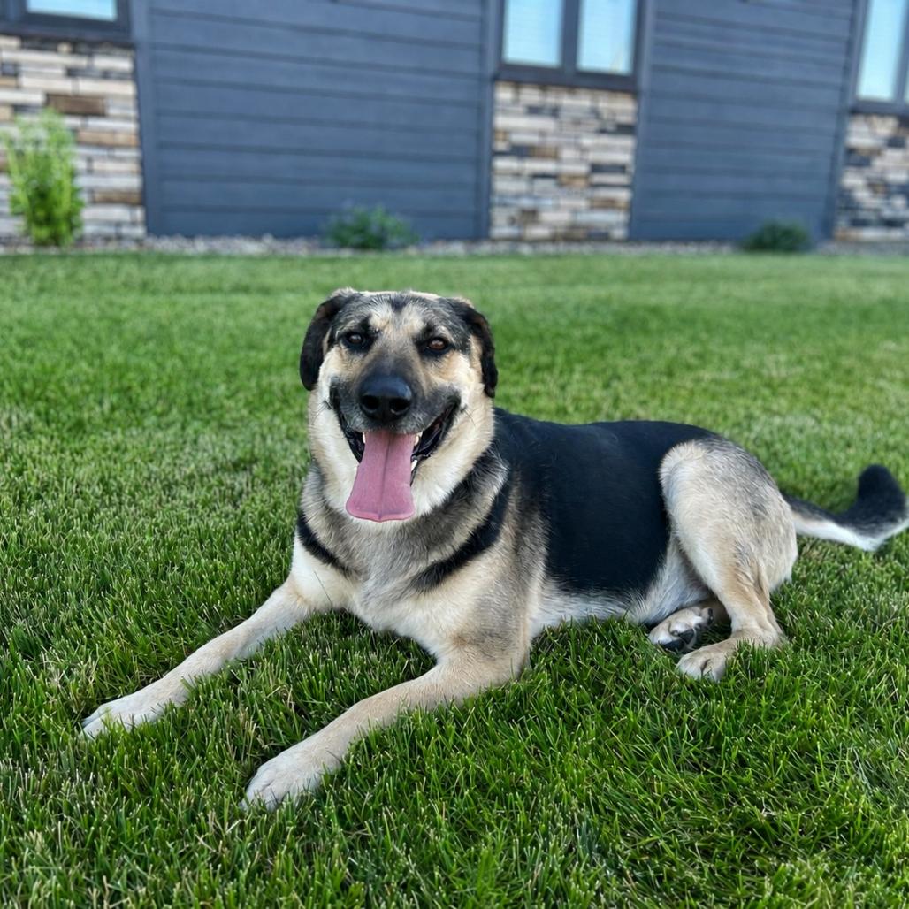 Enlarge Duke, a Adoptable Mixed Breed in Bismarck, ND image 6/6