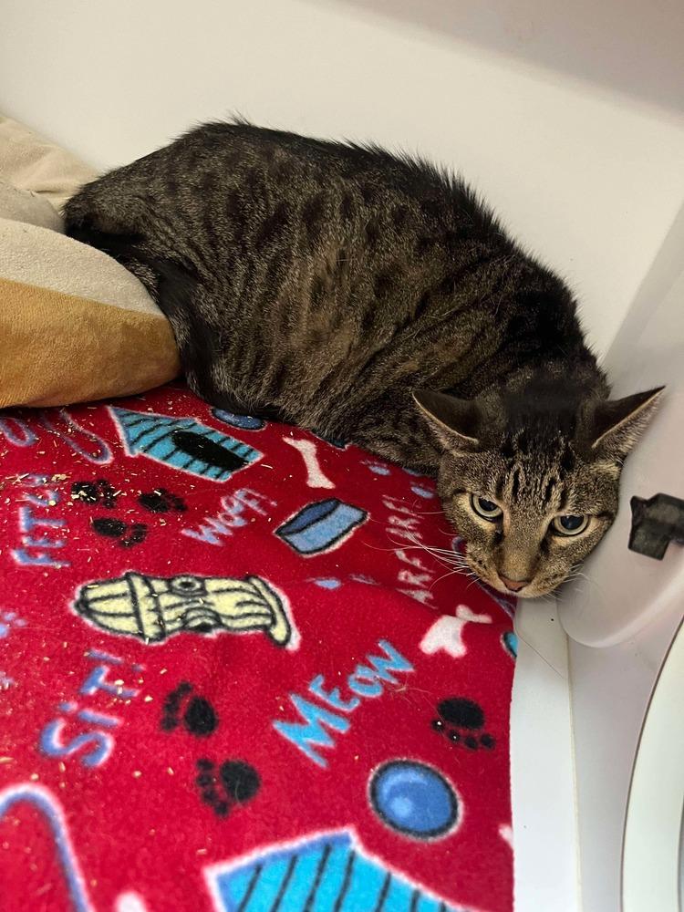 Enlarge Mordecai, a Adoptable Domestic Short Hair in Bolivar, MO image 1/1