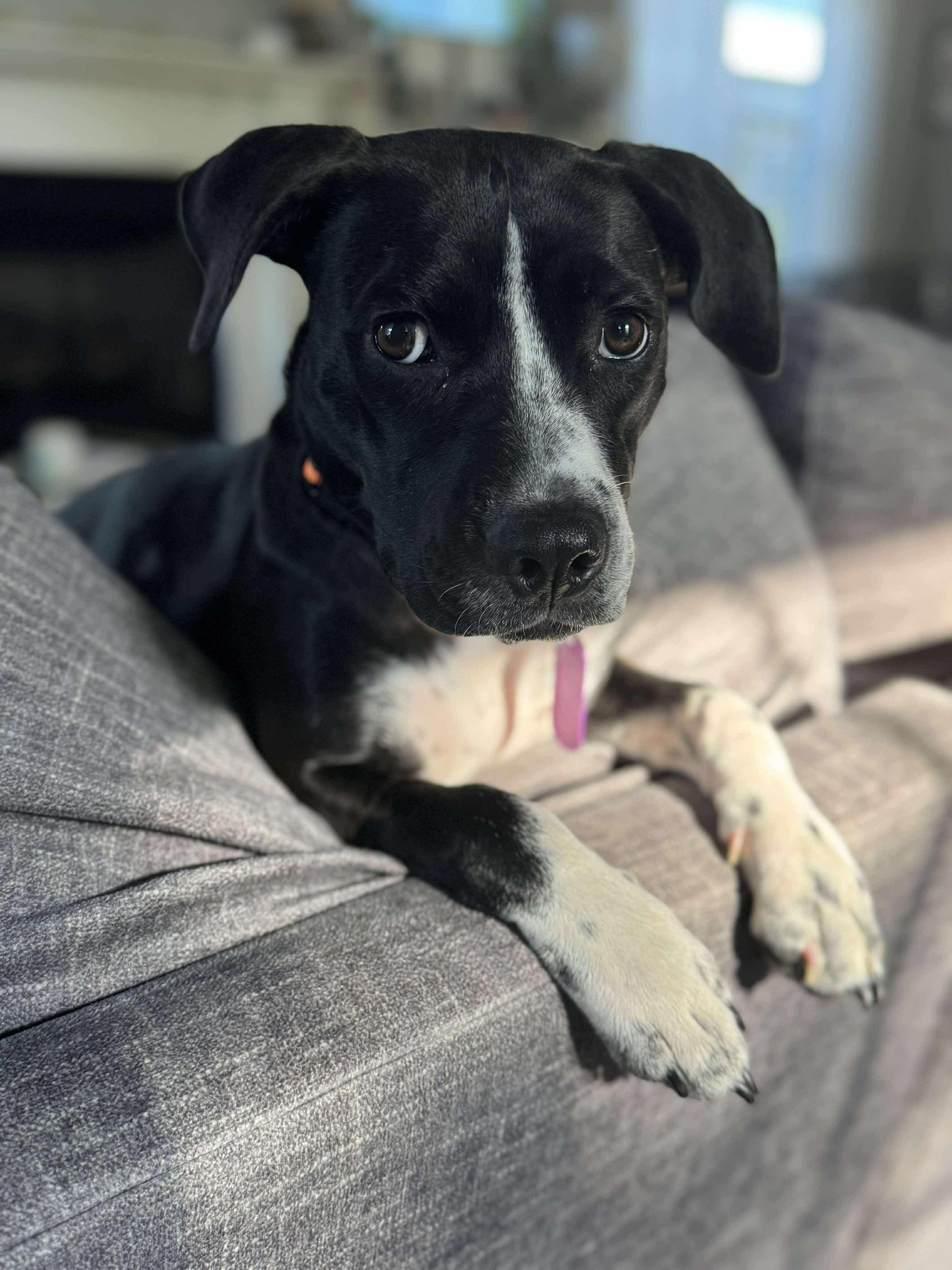 Enlarge Peggy, a Adoptable mixed breed in Milton, FL image 6/6