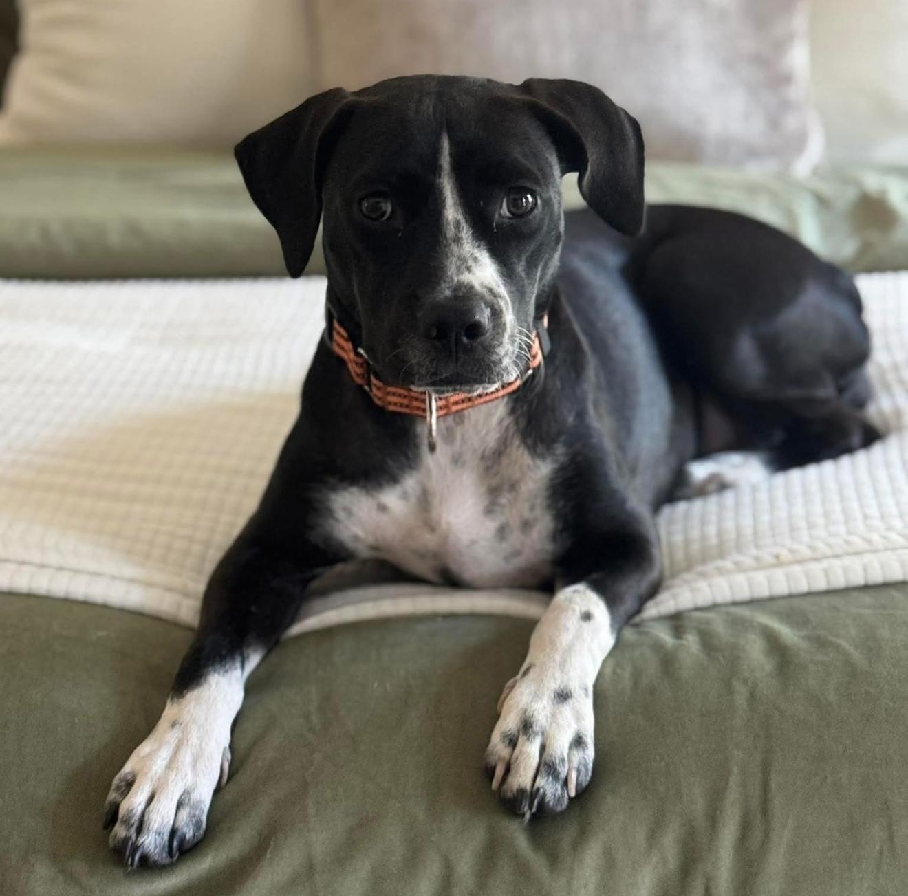 Enlarge Peggy, a Adoptable mixed breed in Milton, FL image 1/6