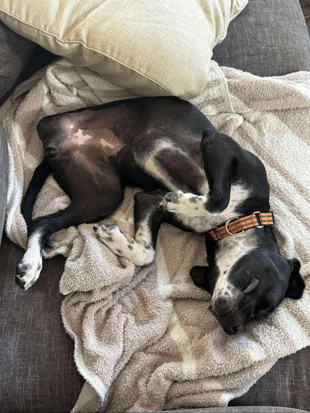 Enlarge Peggy, a Adoptable mixed breed in Milton, FL image 2/6