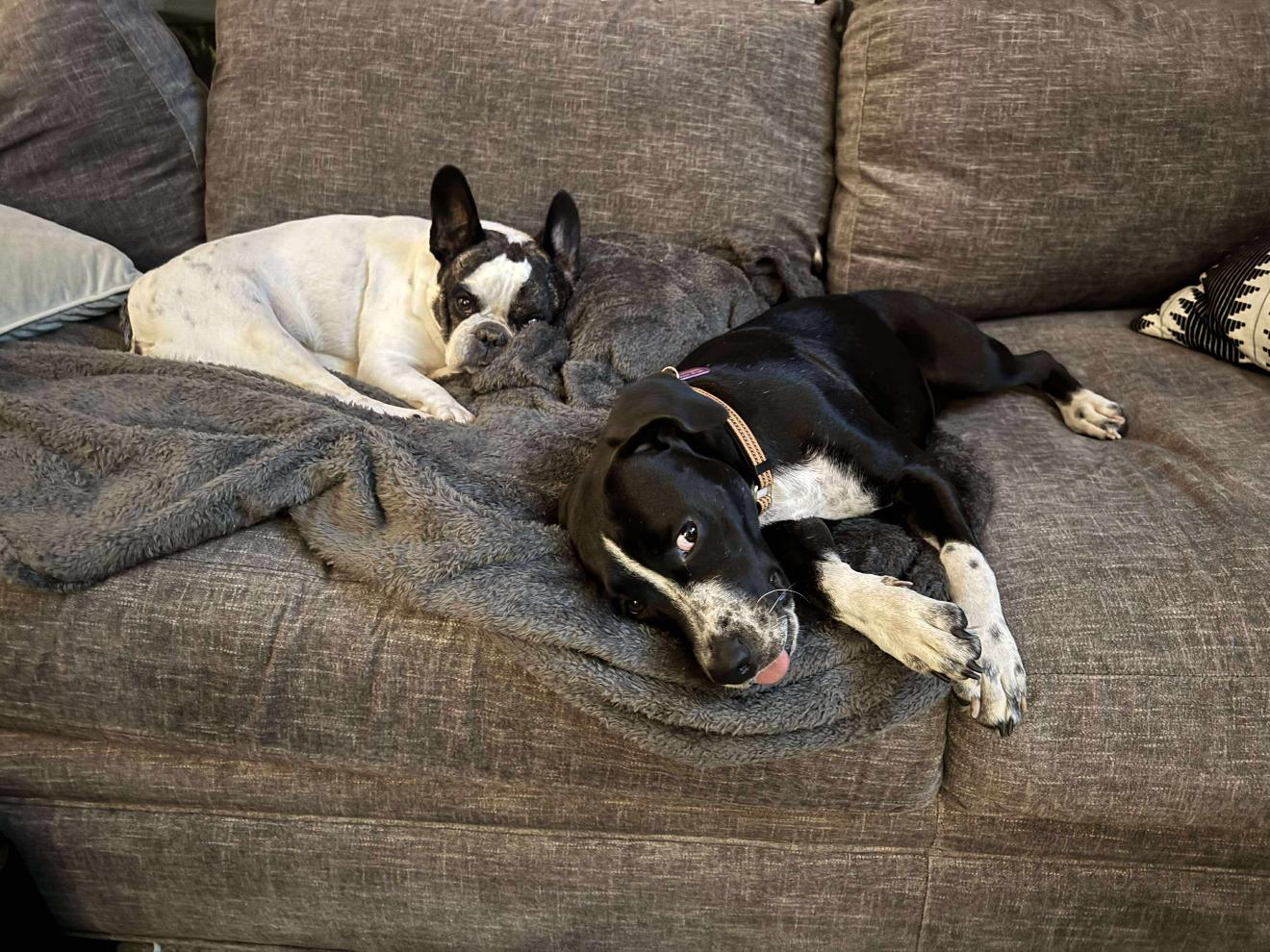 Enlarge Peggy, a Adoptable mixed breed in Milton, FL image 3/6