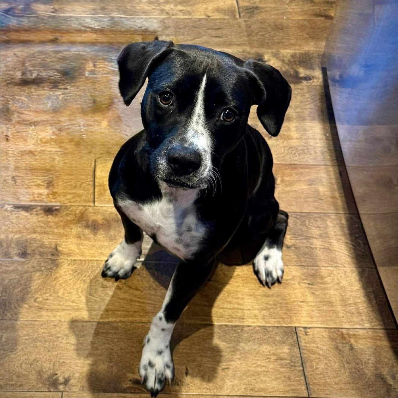 Enlarge Peggy, a Adoptable mixed breed in Milton, FL image 4/6