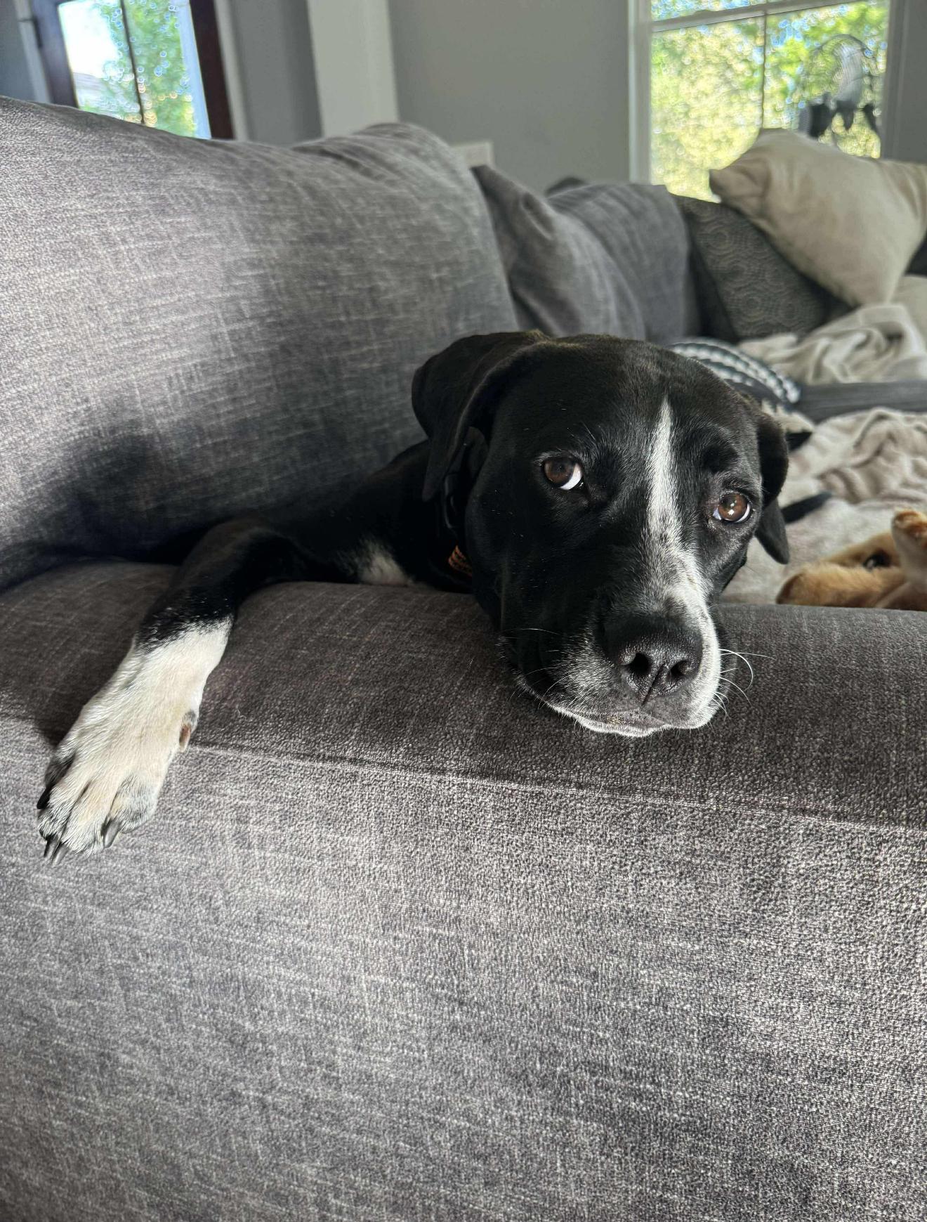 Enlarge Peggy, a Adoptable mixed breed in Milton, FL image 5/6