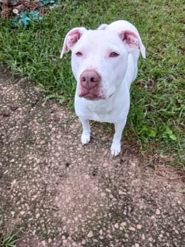 Rachel, Adopted, Adult Female Pit Bull Terrier & Labrador Retriever.
