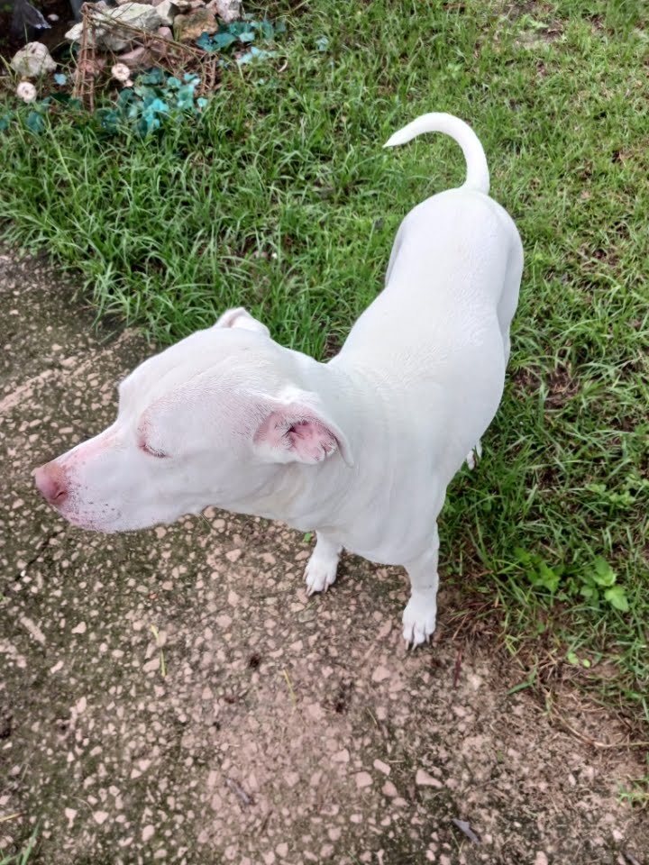 Rachel, a Adopted mixed breed in Ocala, FL image 2/3