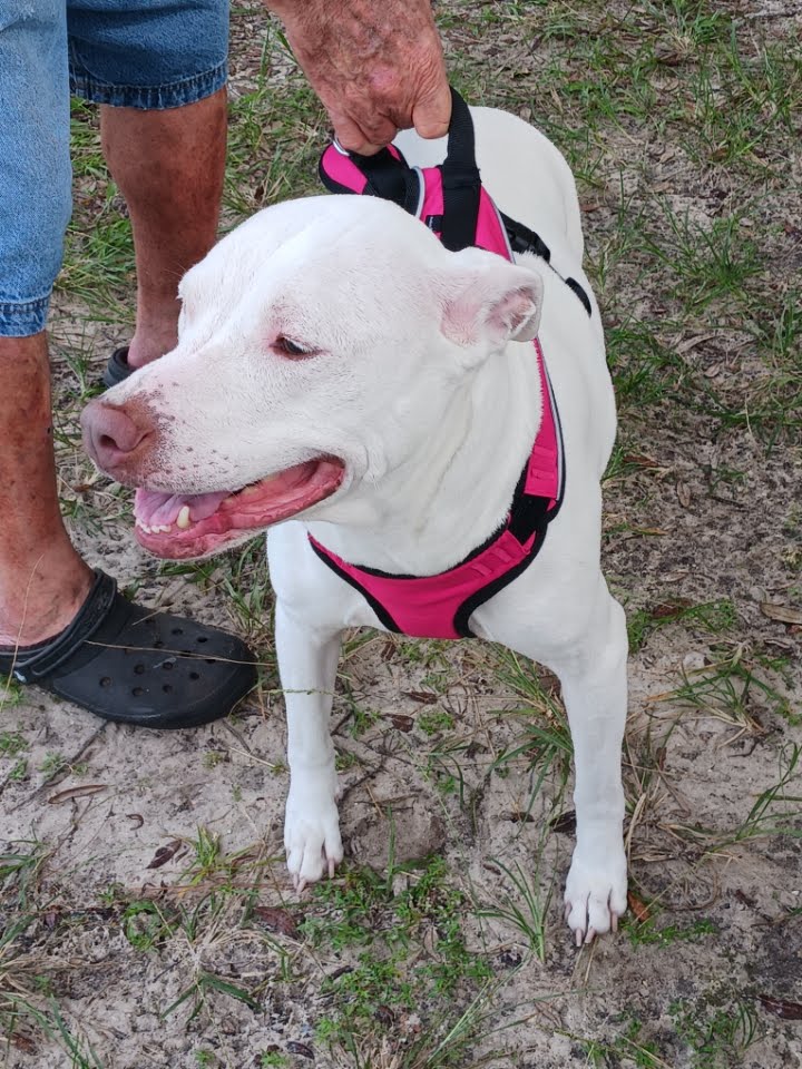 Rachel, a Adopted mixed breed in Ocala, FL image 3/3