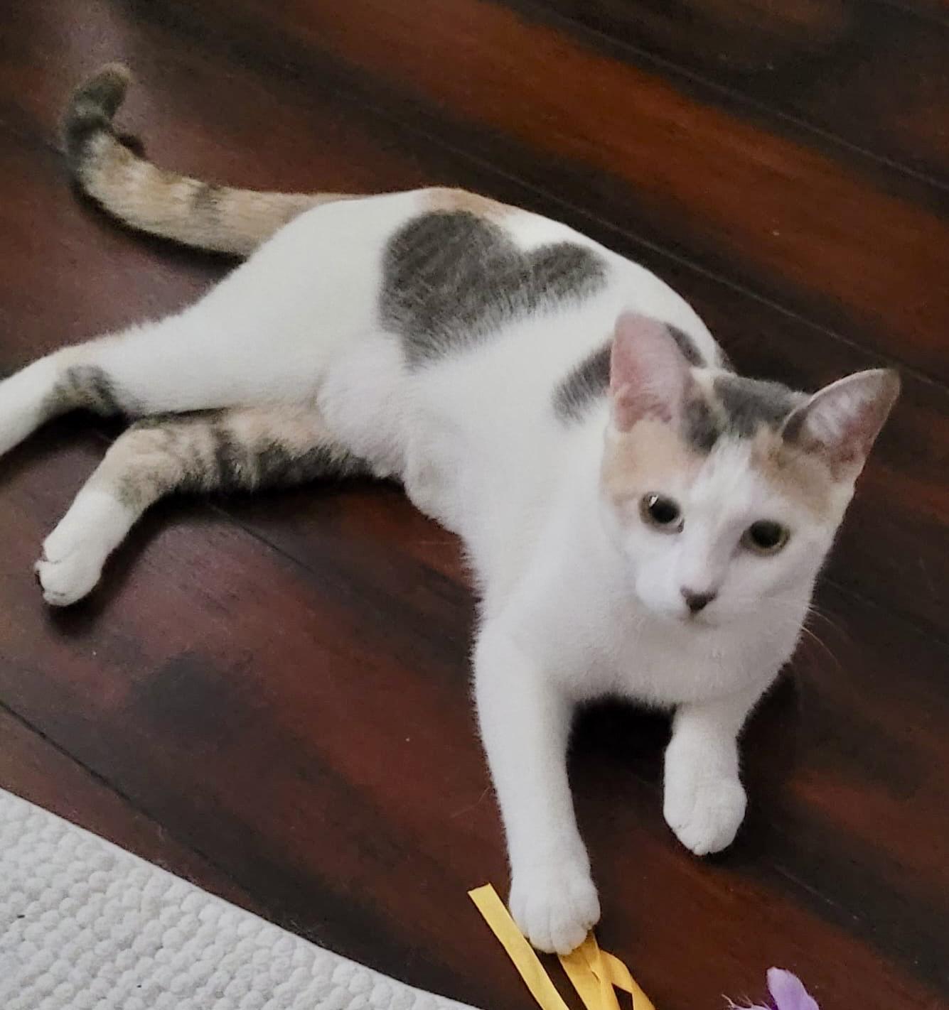 Hue, adopted, Adult Female Domestic Medium Hair.