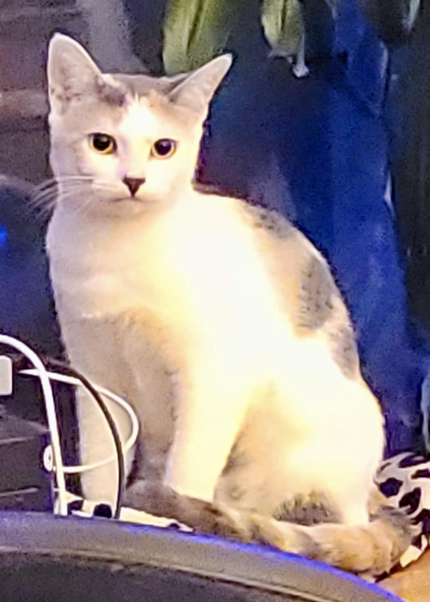 Enlarge Hue, an adopted Domestic Medium Hair in San Juan Capistrano, CA image 6/6