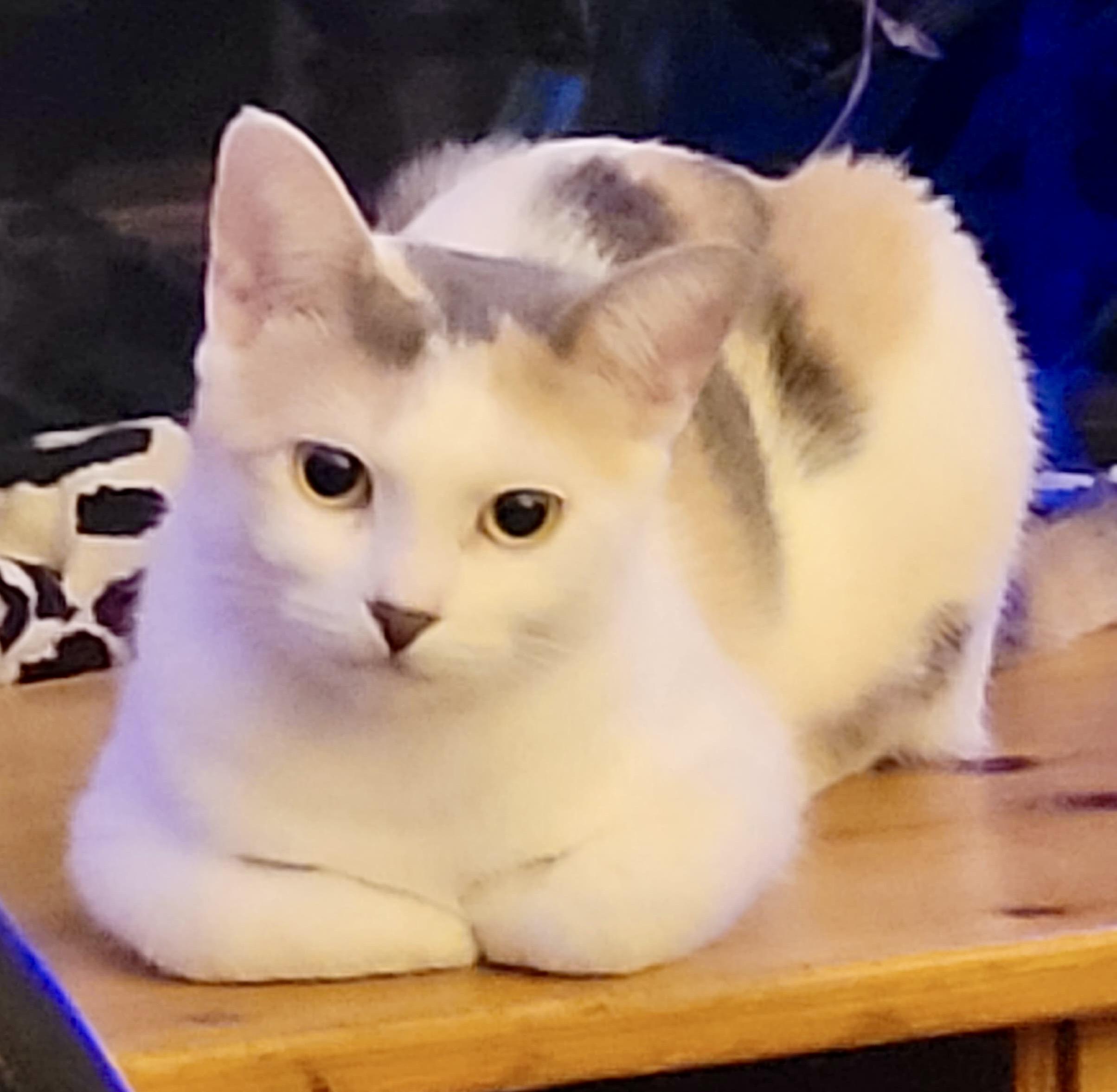 Enlarge Hue, an adopted Domestic Medium Hair in San Juan Capistrano, CA image 3/6