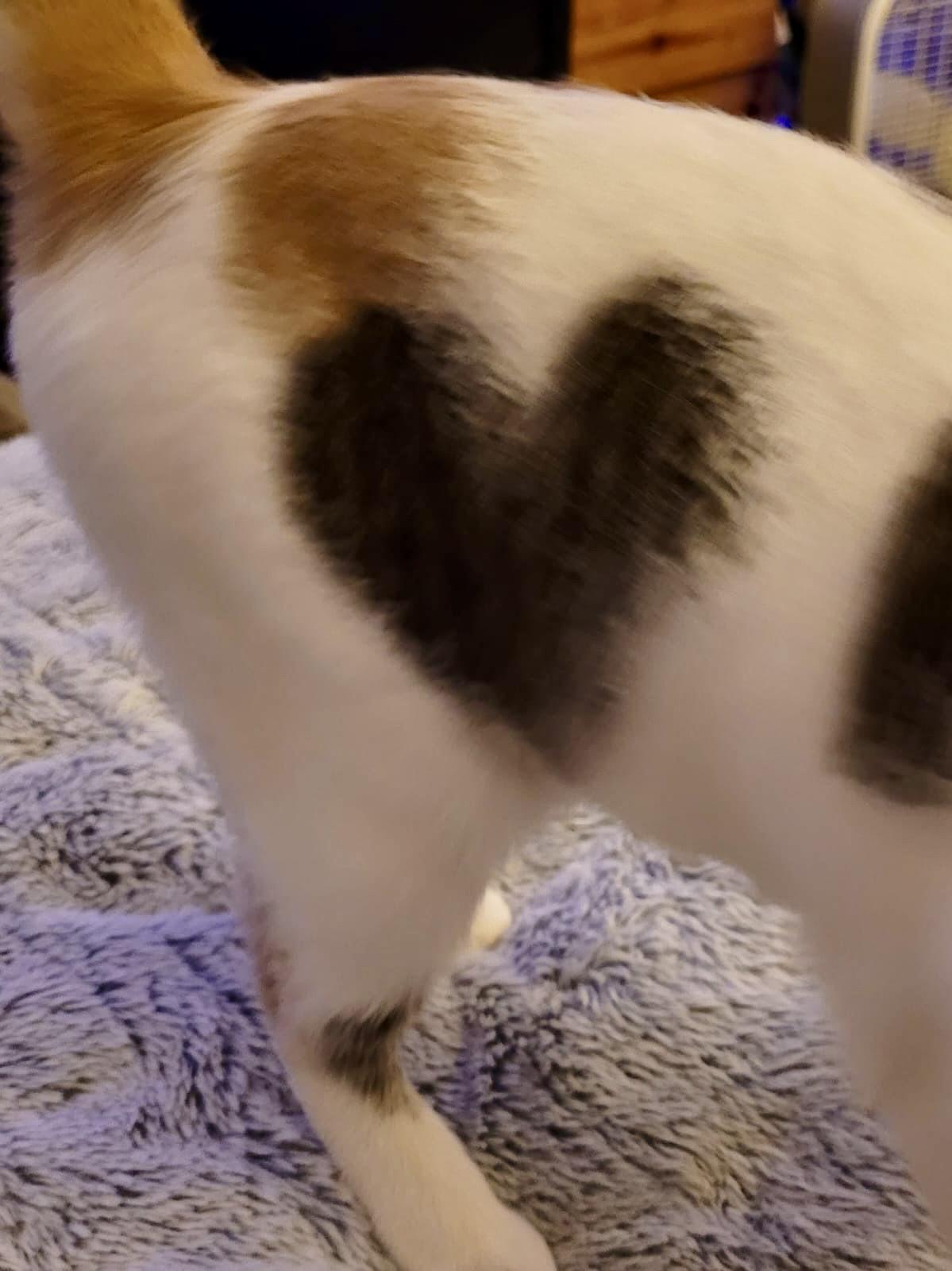 Enlarge Hue, an adopted Domestic Medium Hair in San Juan Capistrano, CA image 2/6