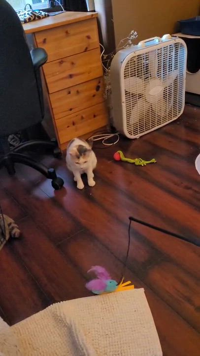 Enlarge Hue, an adopted Domestic Medium Hair in San Juan Capistrano, CA video 5/6