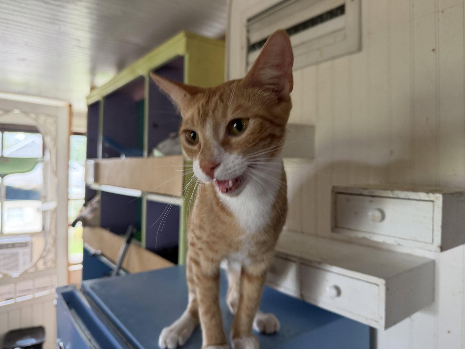 Tang, Adoptable, Kitten Male Domestic Short Hair.