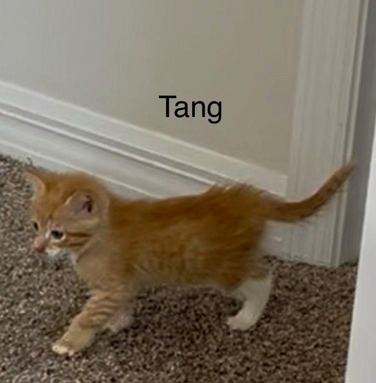 Enlarge Tang, a Adoptable Domestic Short Hair in Winter Garden, FL image 1/1
