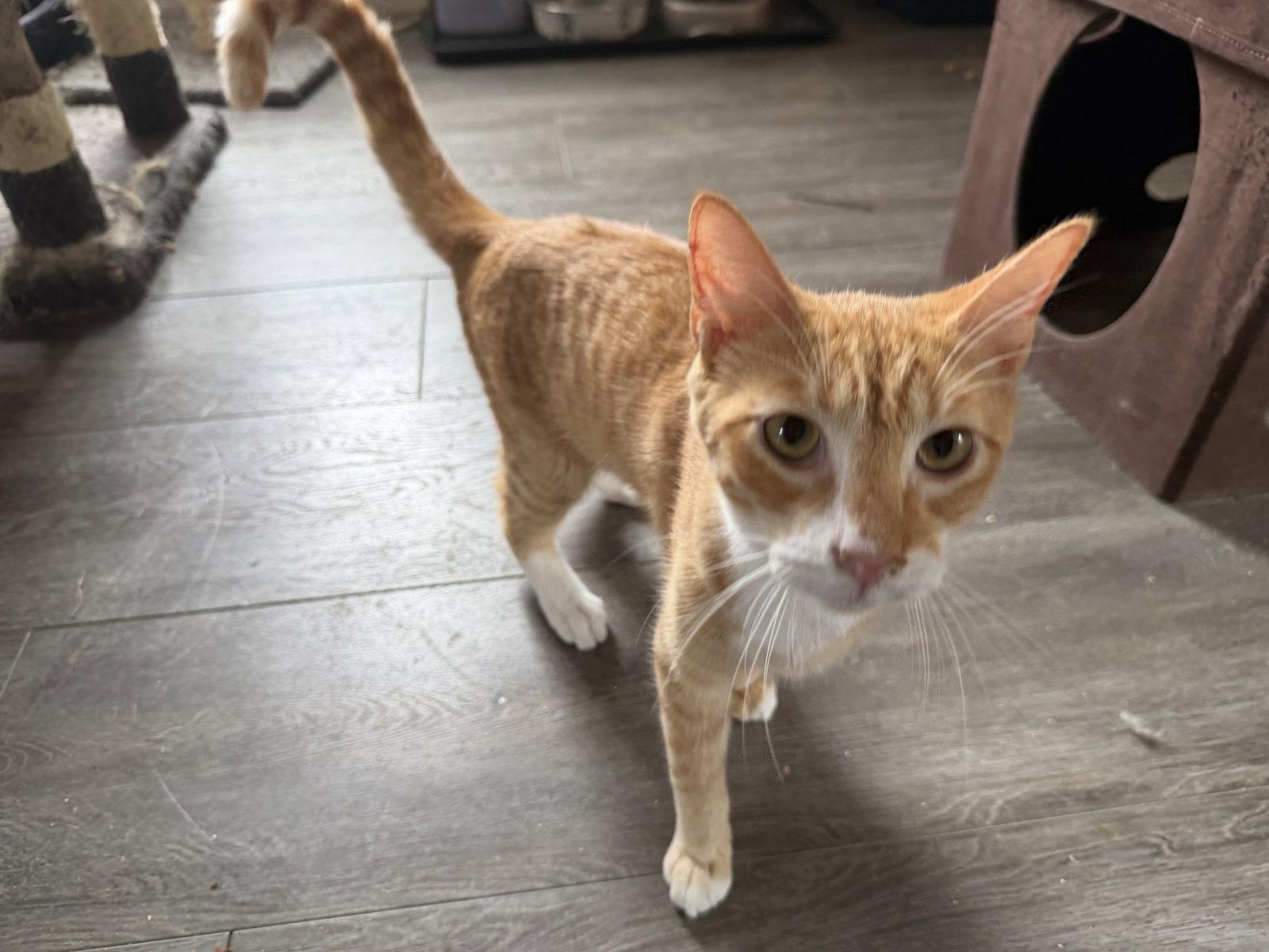 Enlarge Tang, a Adoptable Domestic Short Hair in Winter Garden, FL image 3/3
