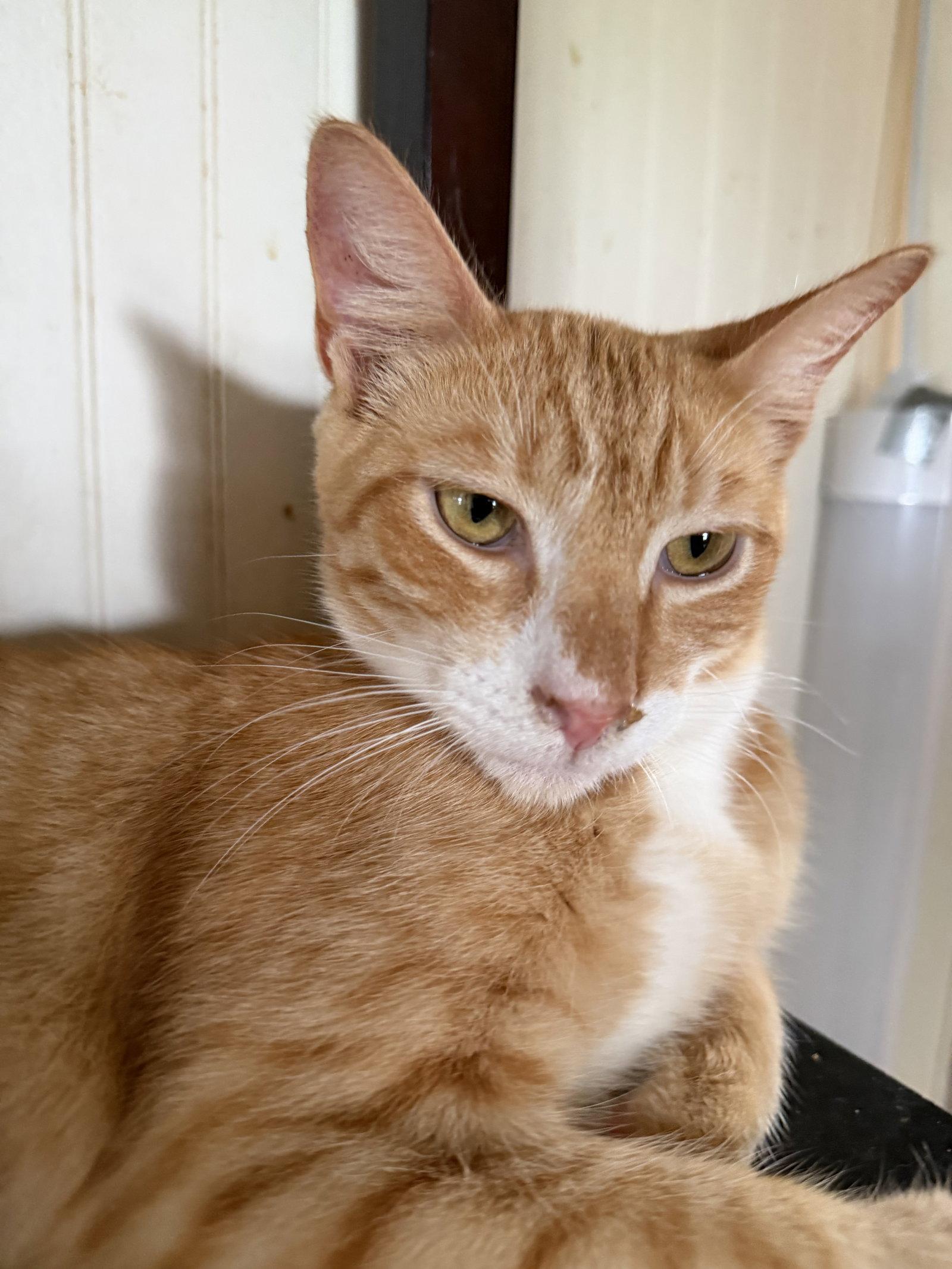 Enlarge Tang, a Adoptable Domestic Short Hair in Winter Garden, FL image 3/3
