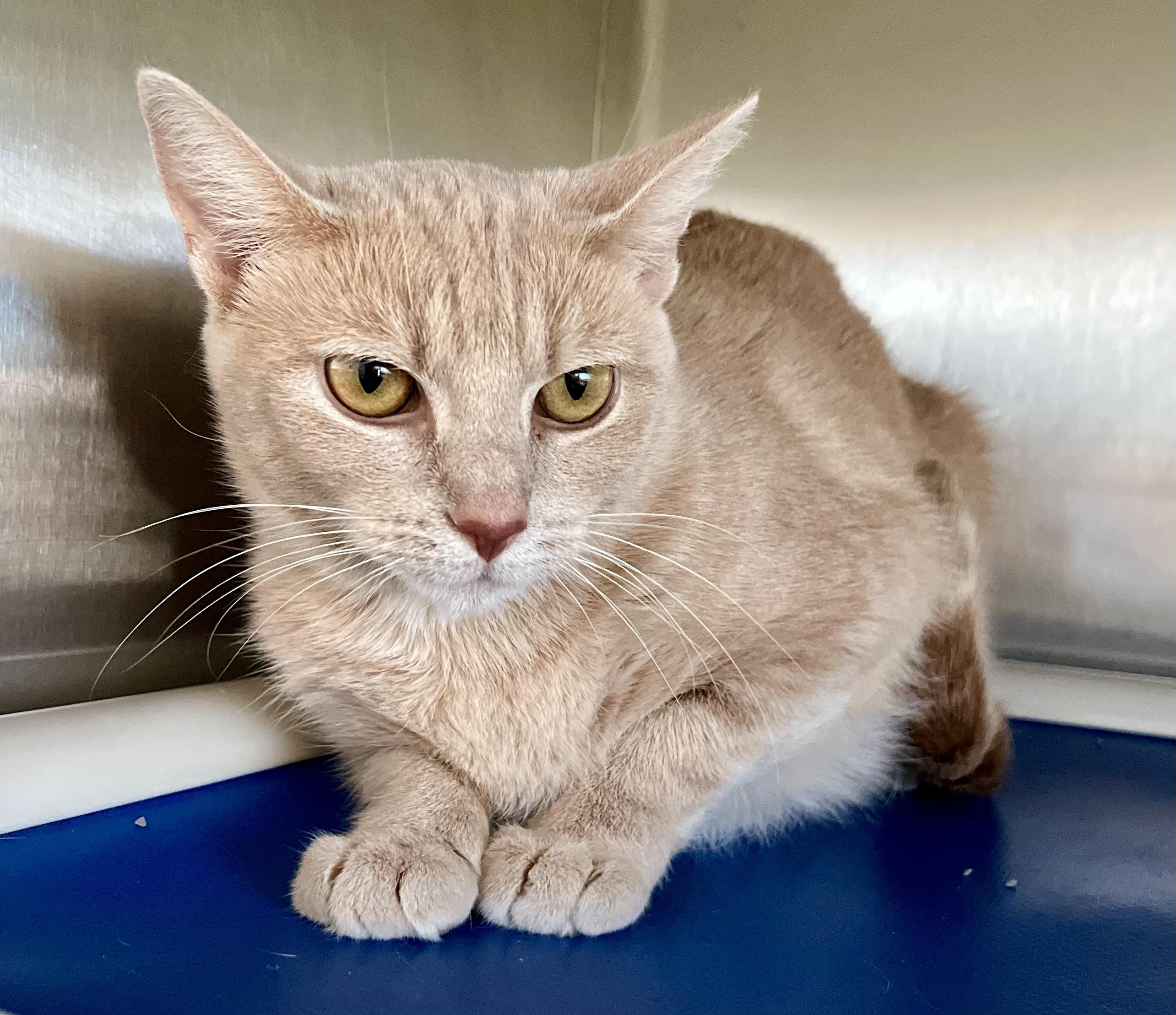 Gervasi, adoptable, Adult Female Domestic Short Hair.