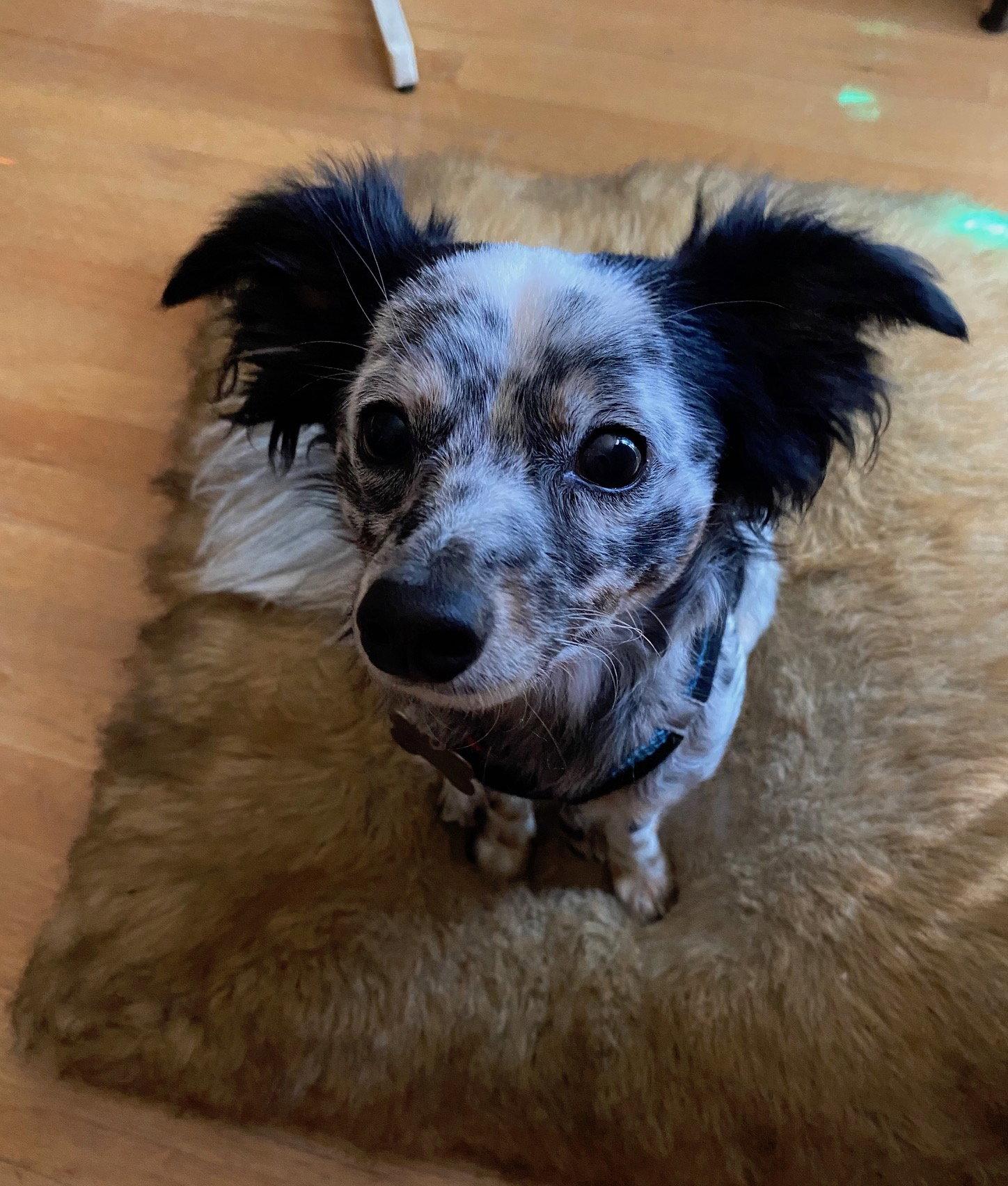 Petey, Adopted, Young Male Papillon & Australian Cattle Dog / Blue Heeler.