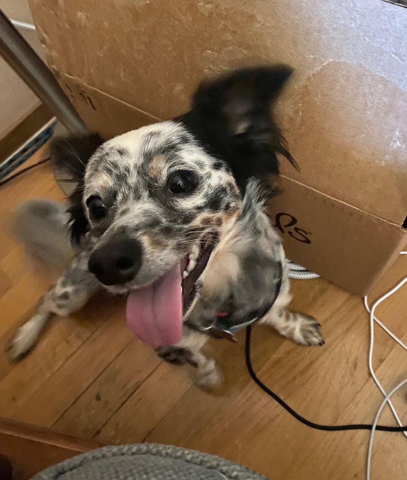 Enlarge Petey, a Adopted mixed breed in Davis, CA image 2/3