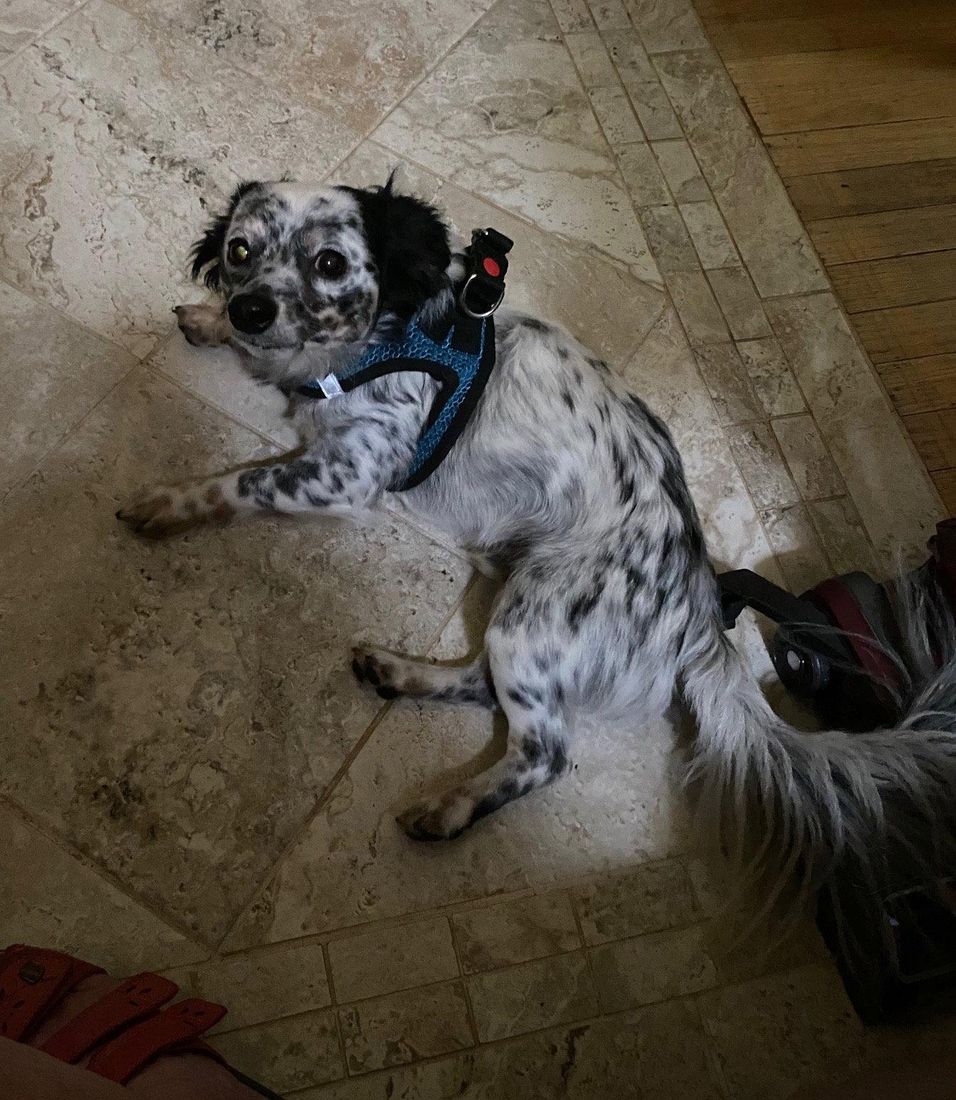 Enlarge Petey, a Adopted mixed breed in Davis, CA image 3/3
