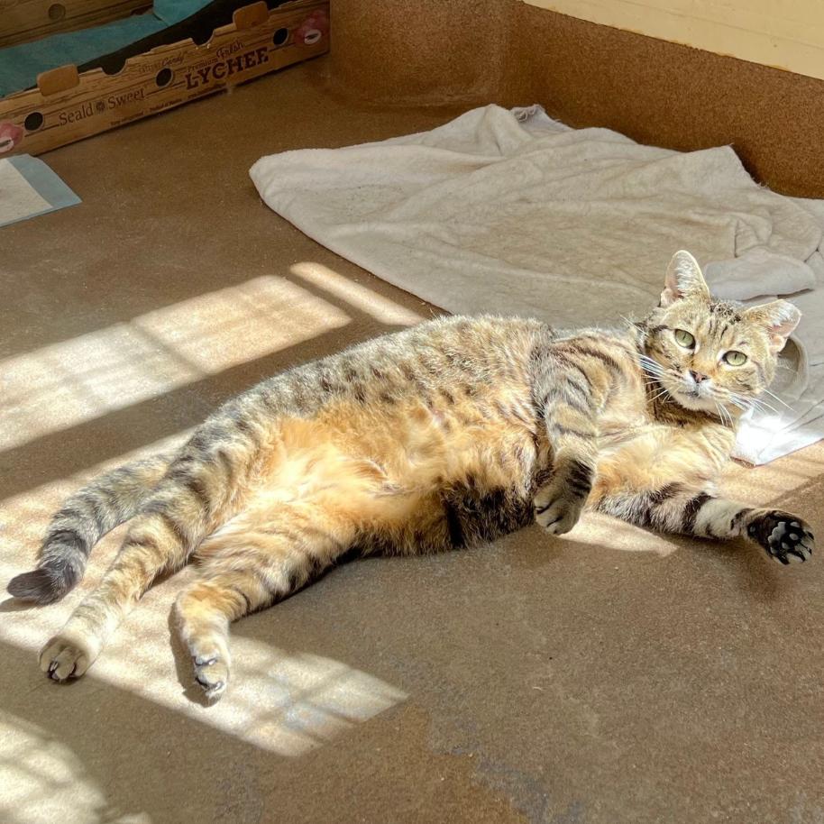 Tajin — thumbnail 3