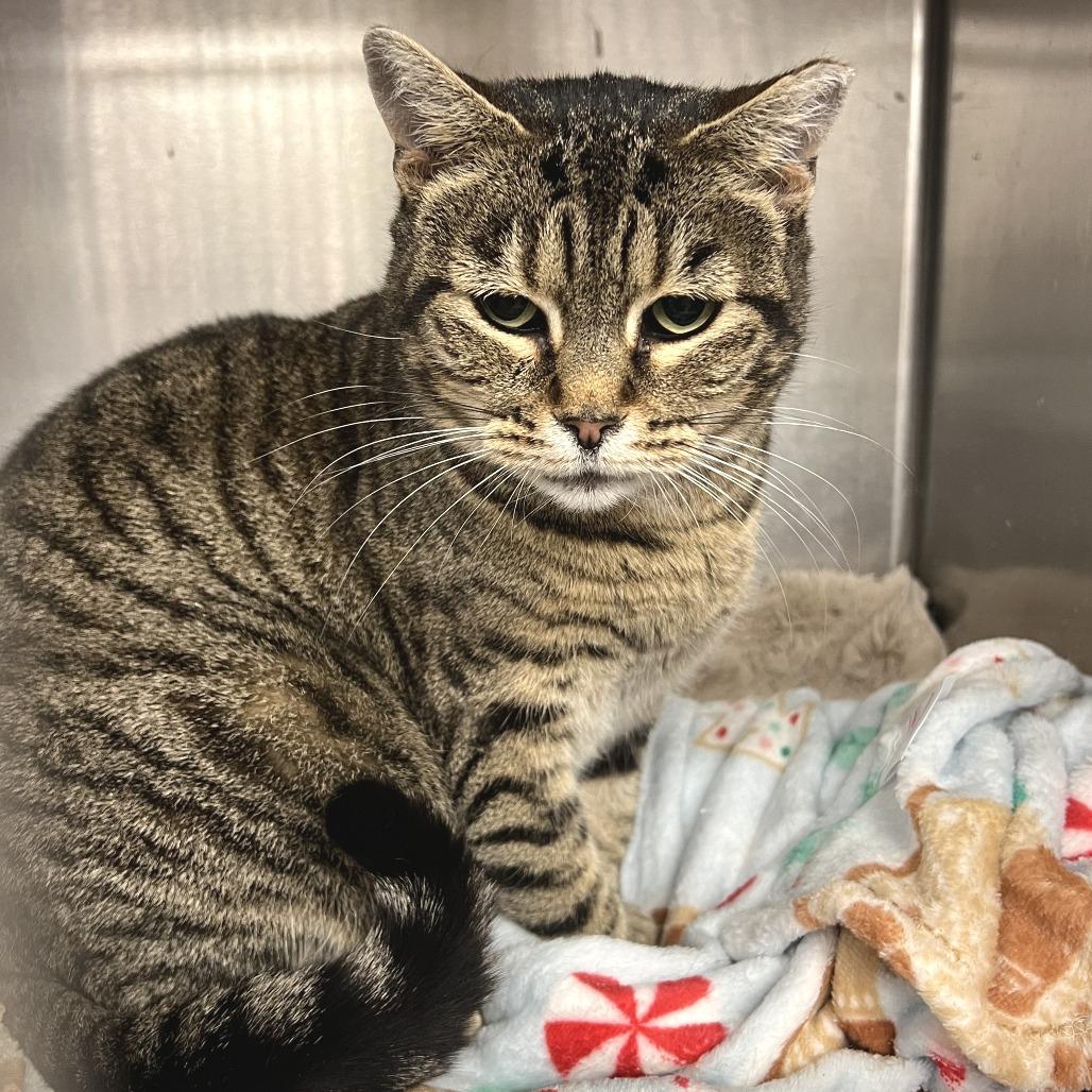 Tajin — thumbnail 4