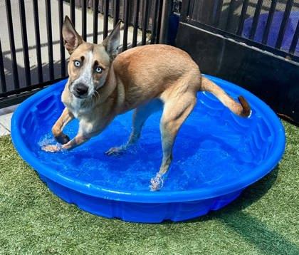 Enlarge Mango, a Adoptable mixed breed in Roseville, CA image 1/3