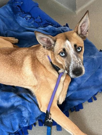 Enlarge Mango, a Adoptable mixed breed in Roseville, CA image 2/3