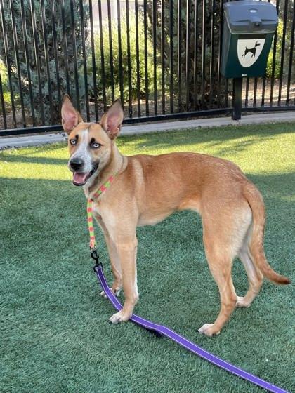 Mango, Adoptable, Adult Female German Shepherd Dog & Mixed Breed.