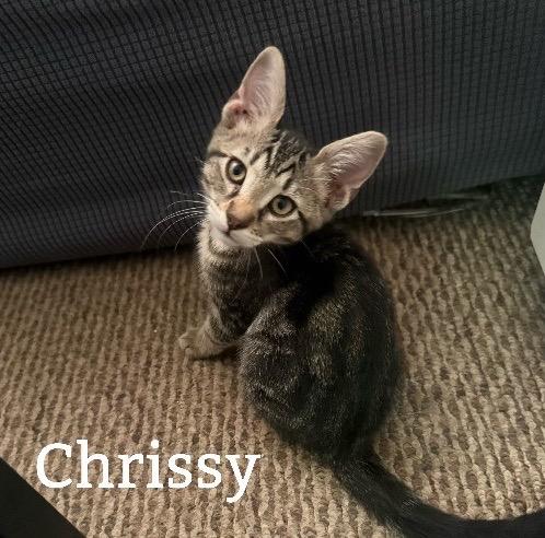 Enlarge Chrissy, a Adoptable Tabby in San Antonio, TX image 1/3