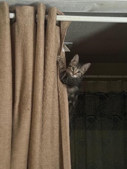 Enlarge Chrissy, a Adoptable Tabby in San Antonio, TX image 2/3