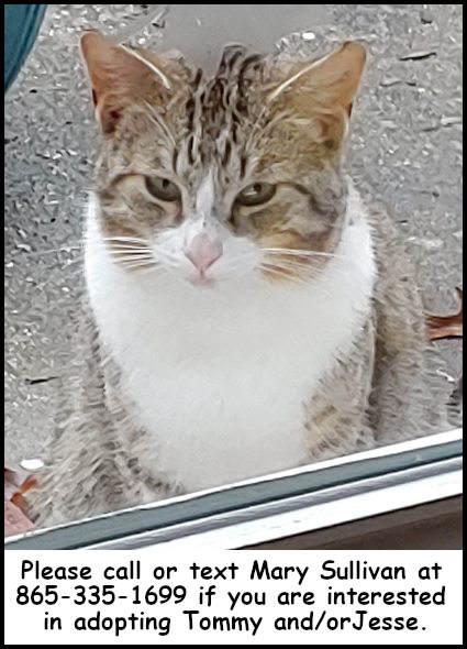 Tommy, Adoptable, Adult Male Domestic Short Hair & Tabby.