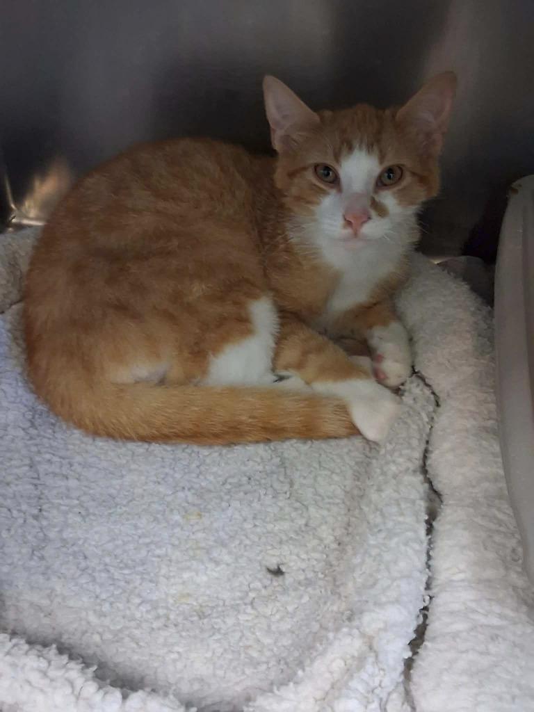 Enlarge One-eyed Willy, an adopted Domestic Short Hair in Berryville, VA image 1/1