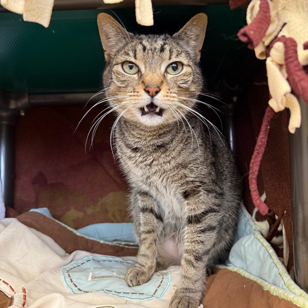 Alfie, Adoptable, Adult Male Domestic Short Hair.