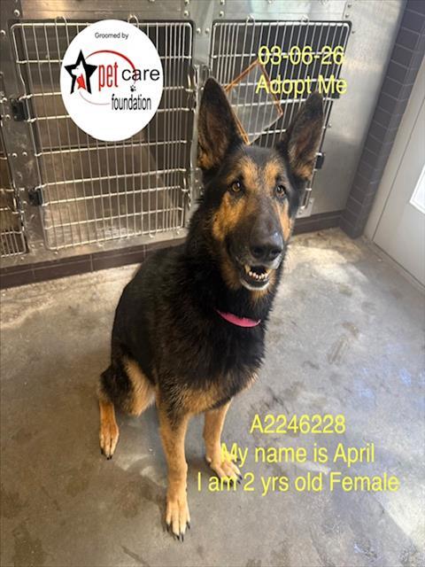 APRIL, Adoptable, Adult Female German Shepherd Dog.