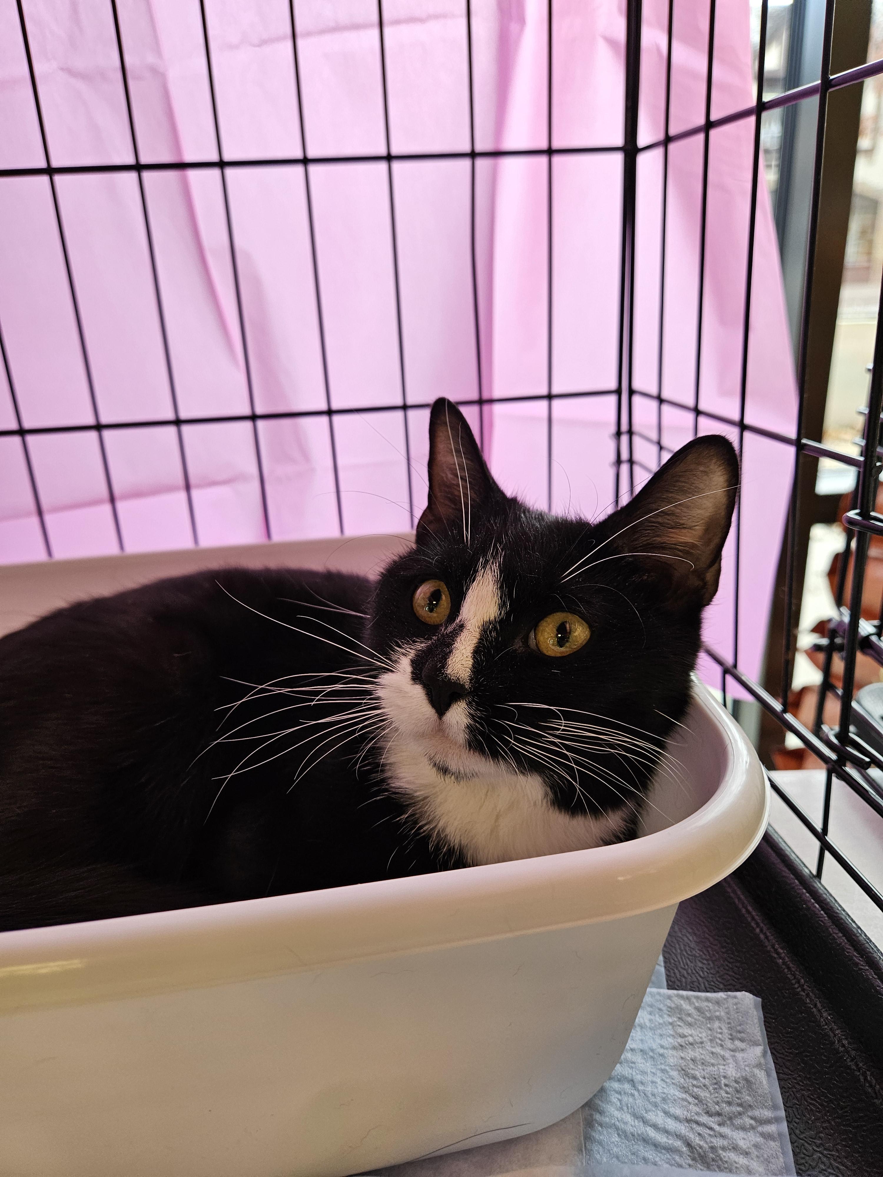 ZIGGY N ~ The Tiny Tuxedo