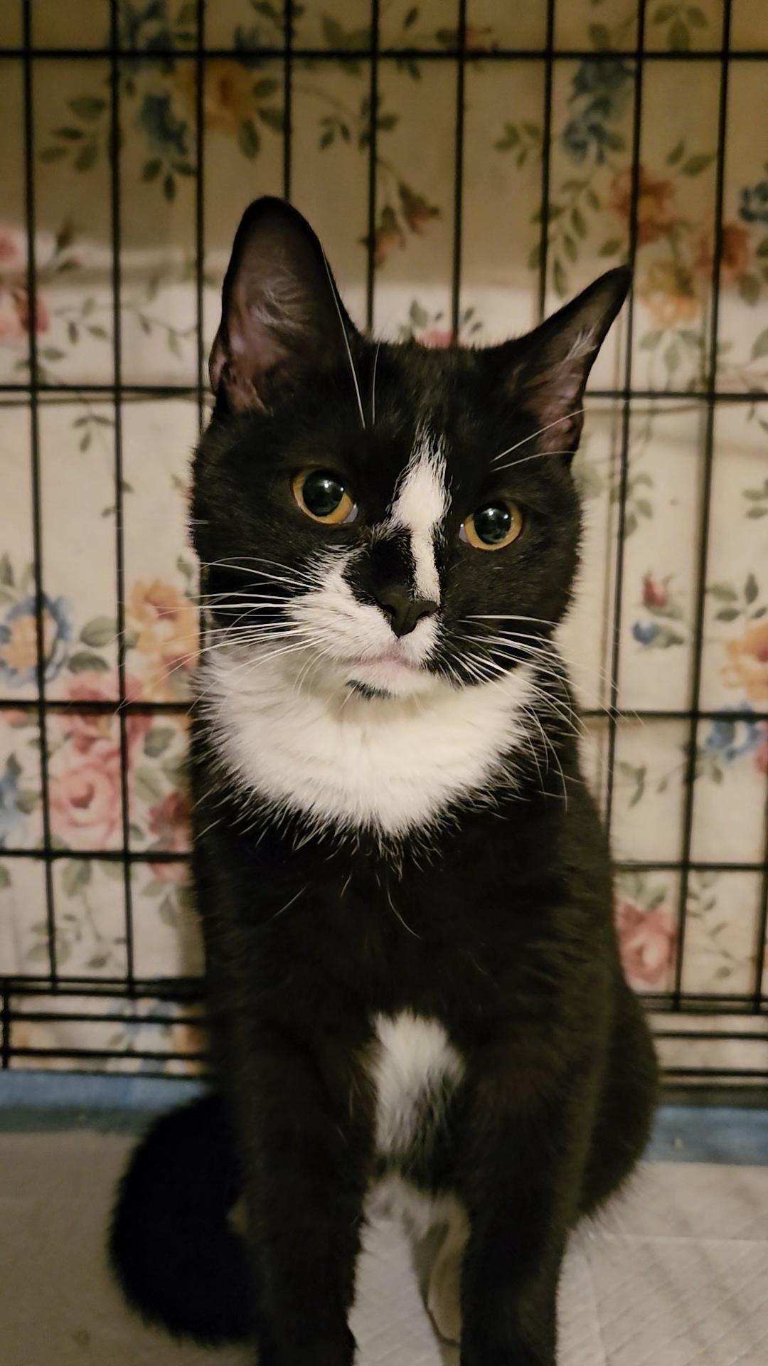 ZIGGY N ~ The Tiny Tuxedo