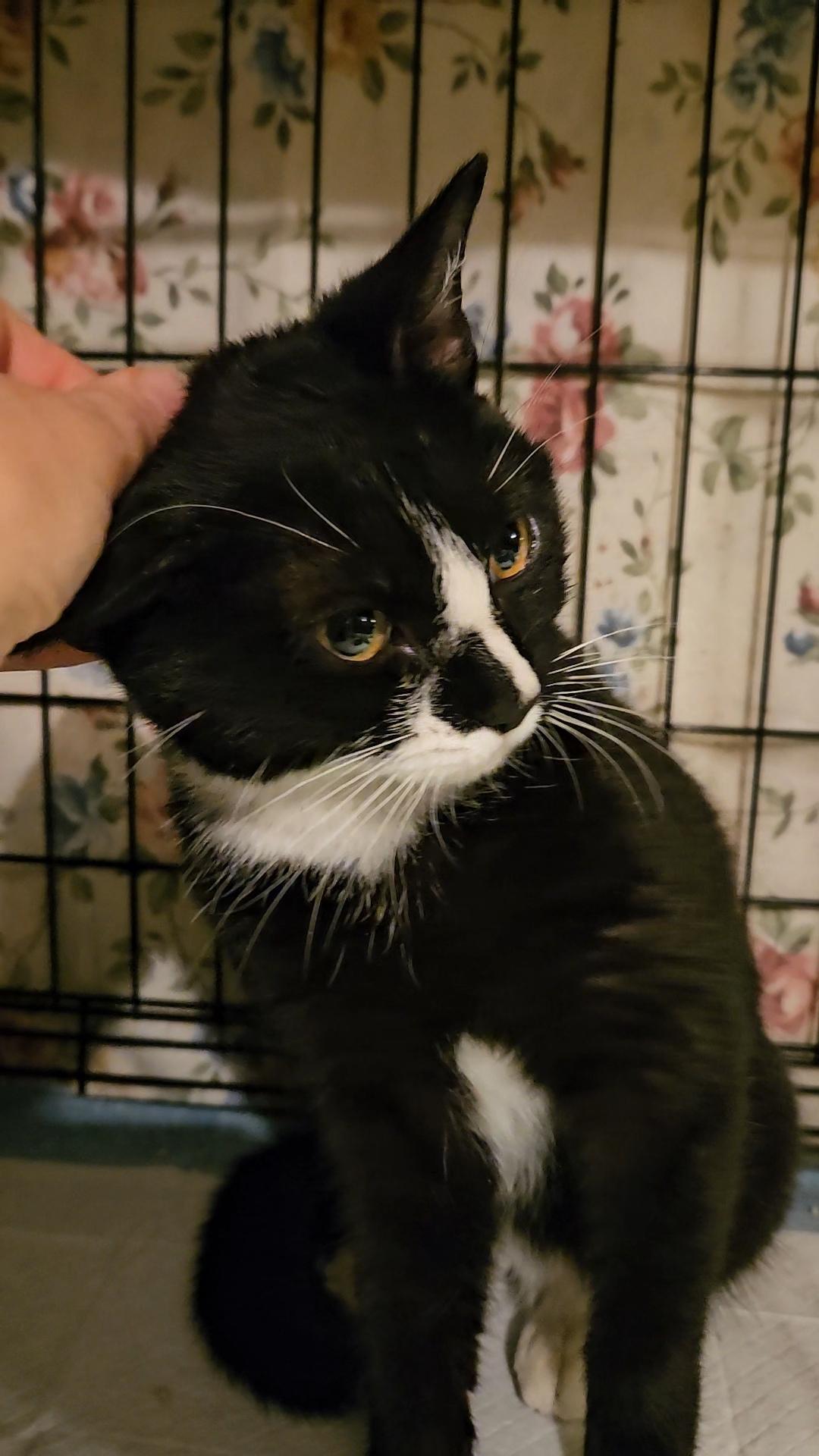 ZIGGY N ~ The Tiny Tuxedo