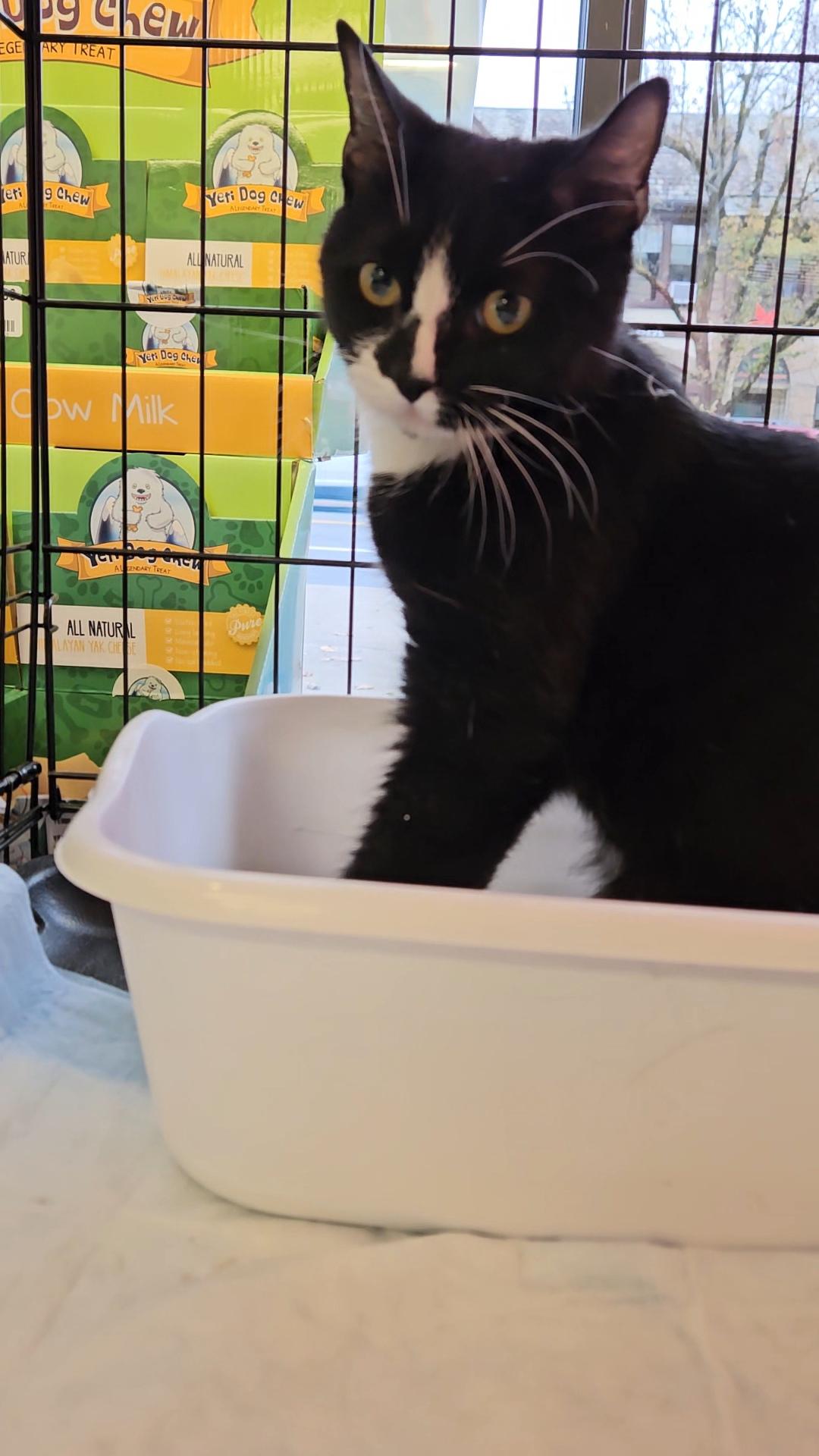 ZIGGY N ~ The Tiny Tuxedo