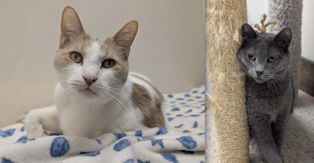 Loki, a ADOPTABLE Domestic Short Hair in Medford, MA image 1/2