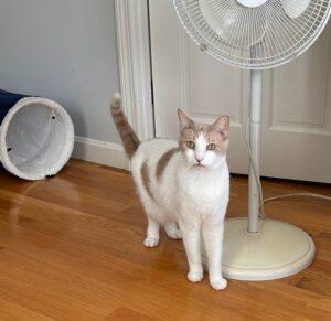 Loki, a ADOPTABLE Domestic Short Hair in Medford, MA image 2/2