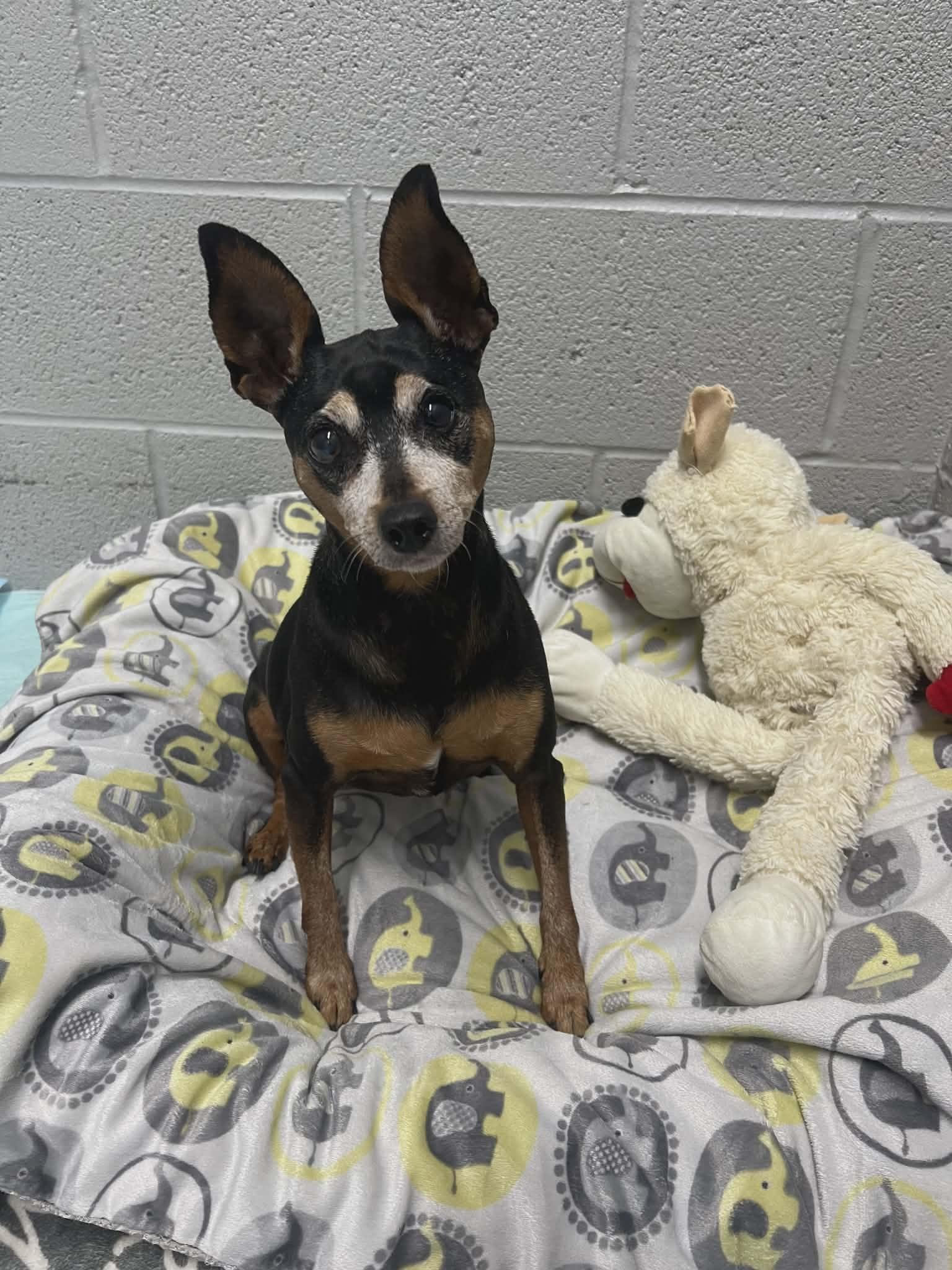 Enlarge Sunshine, a ADOPTABLE Miniature Pinscher in Hazelwood, MO image 1/6