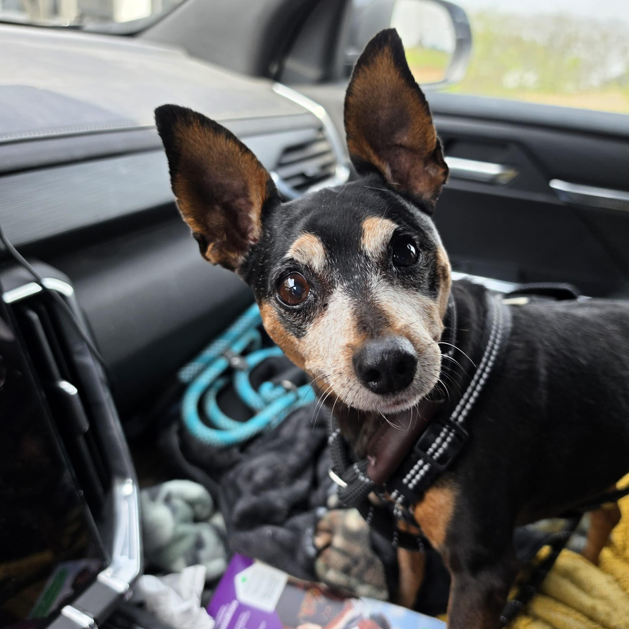 Enlarge Sunshine, a ADOPTABLE Miniature Pinscher in Hazelwood, MO image 3/6
