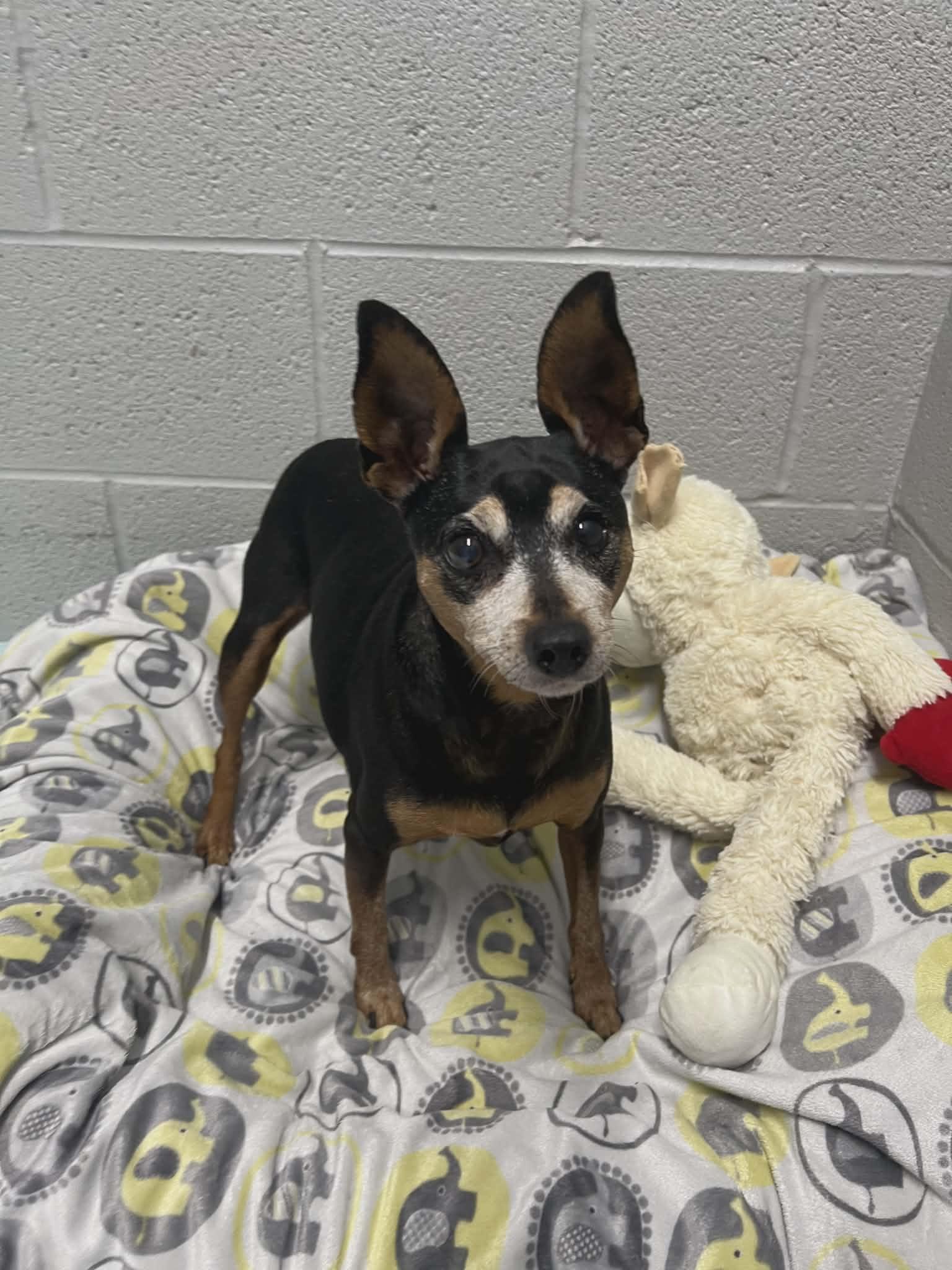 Enlarge Sunshine, a ADOPTABLE Miniature Pinscher in Hazelwood, MO image 2/6