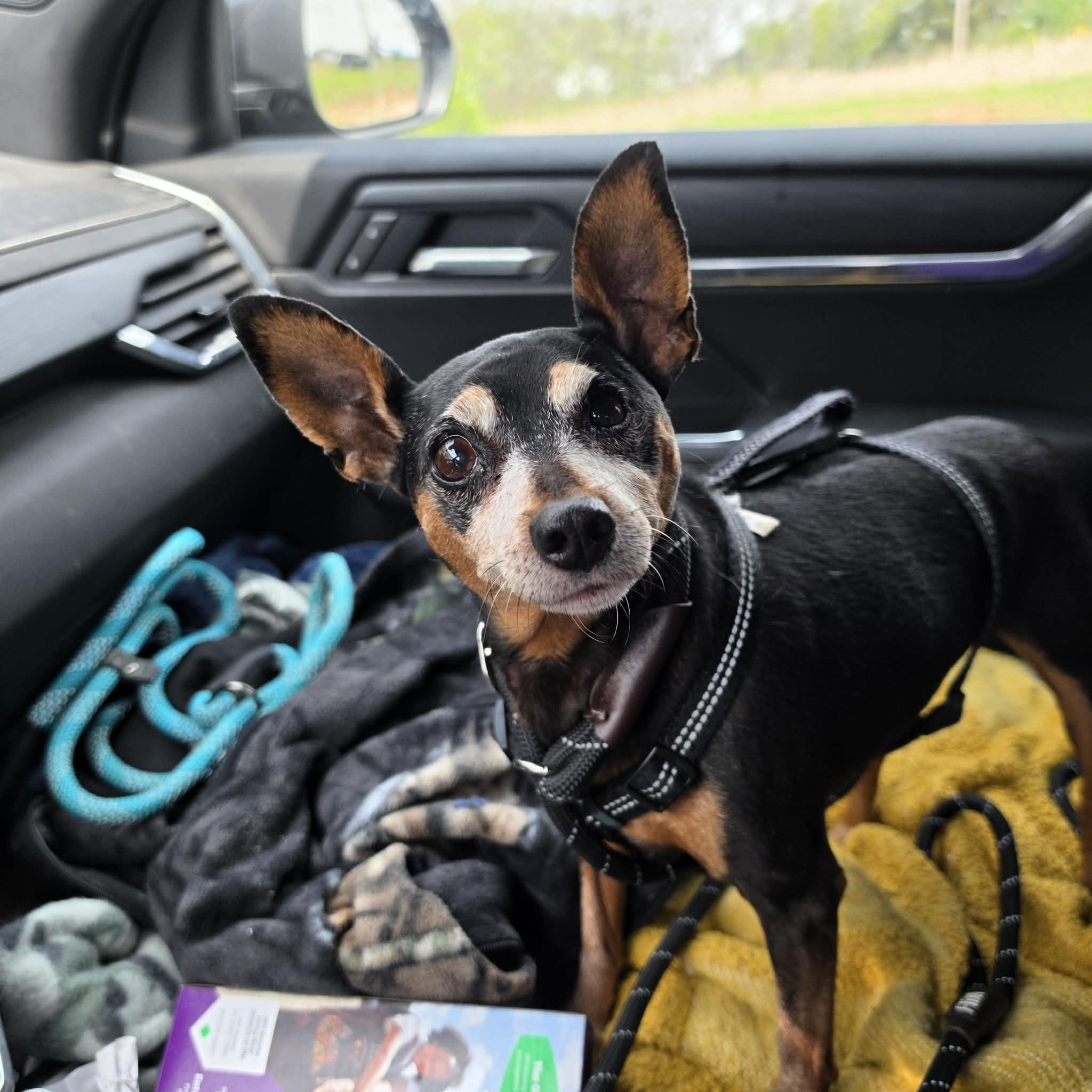 Enlarge Sunshine, a ADOPTABLE Miniature Pinscher in Hazelwood, MO image 4/6
