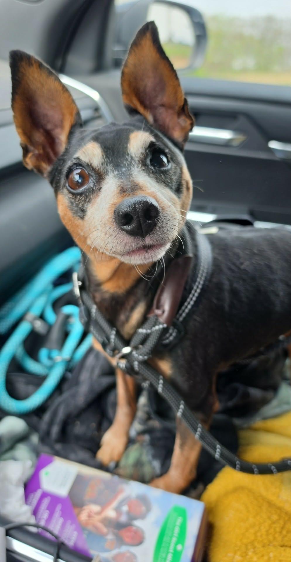 Enlarge Sunshine, a ADOPTABLE Miniature Pinscher in Hazelwood, MO image 6/6